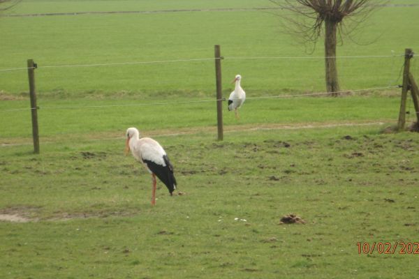afbeelding-7-89-ooievaars-aan-de-bergseweg51776D41-AFE1-7D4C-8213-4F47A4886A76.jpg